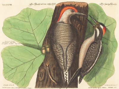 Der Rotbauchspecht (Picus Carolinus) von Johann Michael Seligmann after Mark Catesby