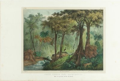 Urwald in der Nähe von Manqueritipa. Aus Malerische Reise in Brasilien von Johann Moritz Rugendas