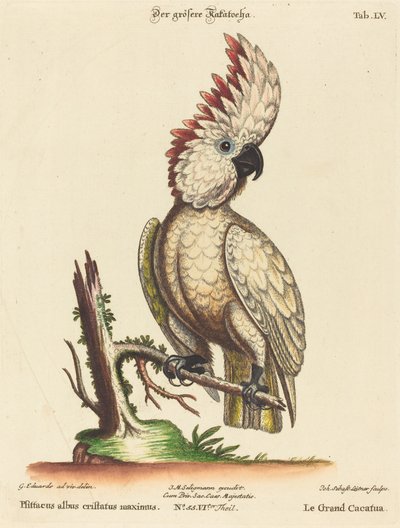 Psittacus albus cristatus maximus von Johann Sebastian Leitner after George Edwards
