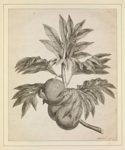 Ein Zweig des Brotfruchtbaums von Johann Sebastien Muller
