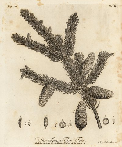 Gemeine Fichte, Picea abies von Johann Sebastien Muller