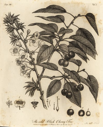 Sauerkirsche, Prunus cerasus von Johann Sebastien Muller