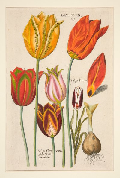 Florilegium novum, hoc est Variorum Maximeque Radiorum Florum ac Plantorum (Blumenplatte); (Tulpen); aus einem Satz von 81 Platten von Johann Theodor de Bry