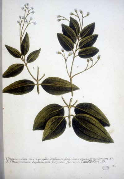 Cinnamomum Zeylanicum (Ceylon-Zimt) - Gravur aus dem Herbarium von J.W. Weinmann, 1737. von Johann Wilhelm Weinman
