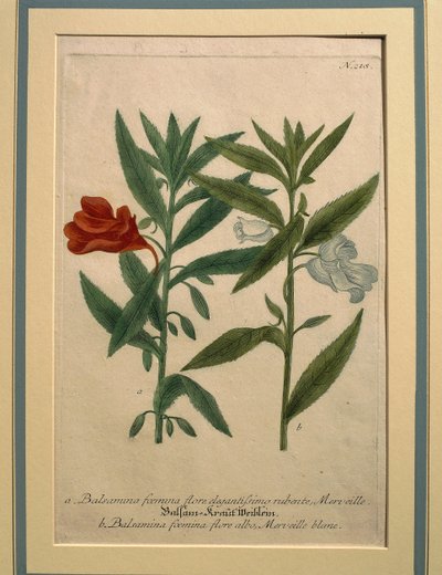 Springkraut, kolorierte Gravur von Johann Wilhelm Weinmann
