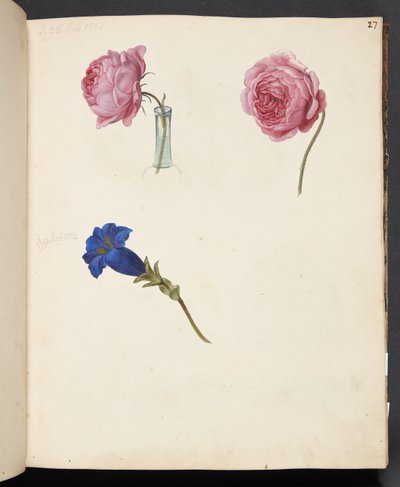 Studie einer rosa Rose und einer blauen Blume von Johanna Fosie