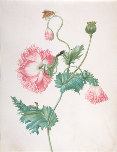 Eine Mohnblume in drei Blühstadien, mit einer Raupe, Puppe und Schmetterling, spätes 17. - frühes 18. Jahrhundert von Johanna Helena Graff