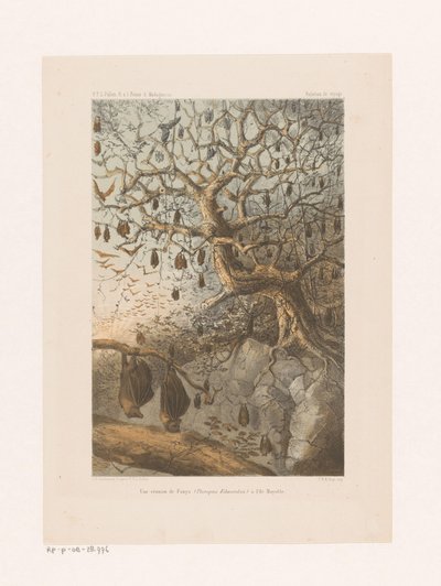 Fledermäuse in einem Baum von Johannes Gerardus Keulemans