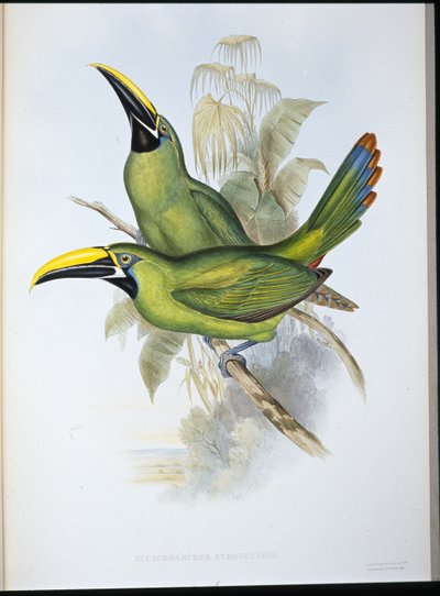 Schwarzkehl-Rillenschnabel-Tukan (Aulacoramphus Atrogularis) von John (after) Gould