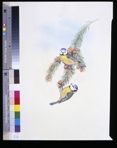 Blaumeise (Parus Caeruleus) von John (after) Gould