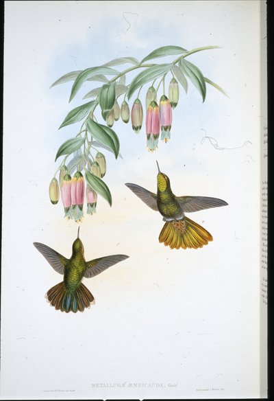 Messingschwanz von John (after) Gould