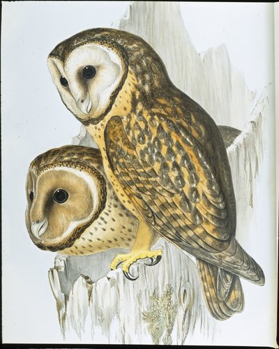 Kastaniengesicht-Eule (Strix Castanops) von John (after) Gould