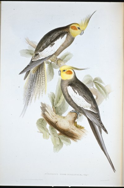 Kakadu-Sittich (Nymphicus Novae-Hollandiae) von John (after) Gould