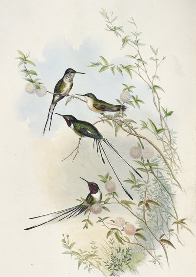 Coras Scherenschwanz von John (after) Gould
