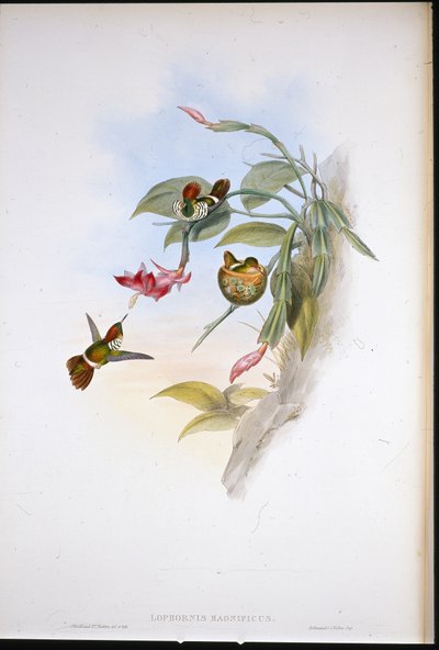 Fransenelfe von John (after) Gould