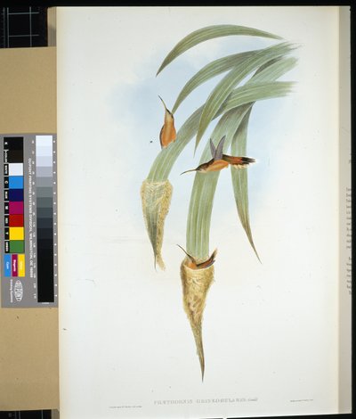 Graukehl-Einsiedler (Phaethornis Griseogularis) von John (after) Gould