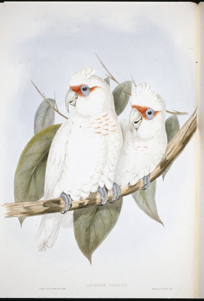 Langschnabel-Kakadu von John (after) Gould