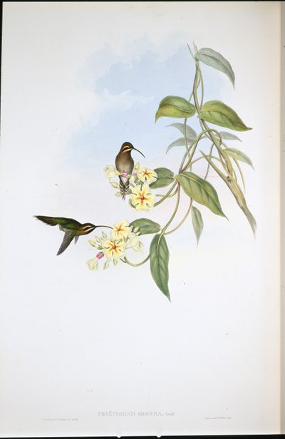 Dunkler Einsiedler von John (after) Gould