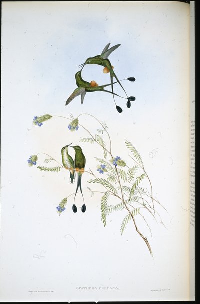 Peruanischer Racket-Schwanz (Spathura Peruana) von John (after) Gould