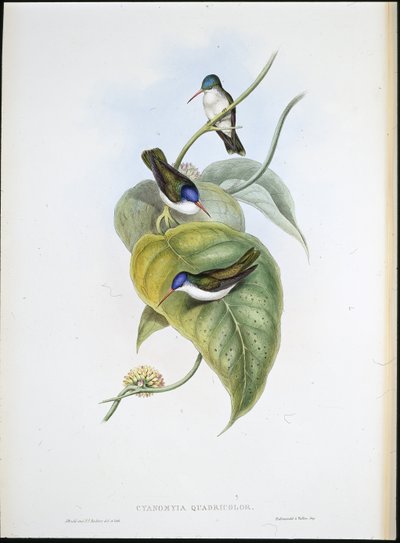 Rotbilled-Azurkrone von John (after) Gould