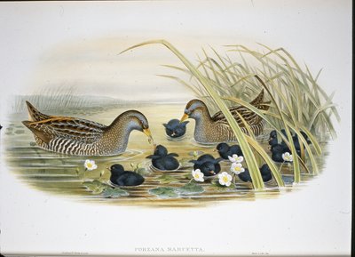 Tüpfelsumpfhuhn (Porzana Maruetta) von John (after) Gould