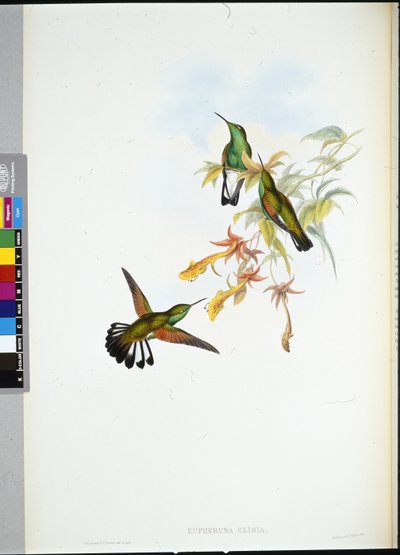Streifenschwanz-Kolibri (Eupherusa Eximia) von John (after) Gould