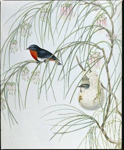 Schwalben-Dicaeum von John (after) Gould
