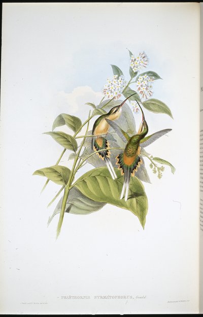 Schwanztragender Einsiedler (Phaethornis Syrmatophorus) von John (after) Gould