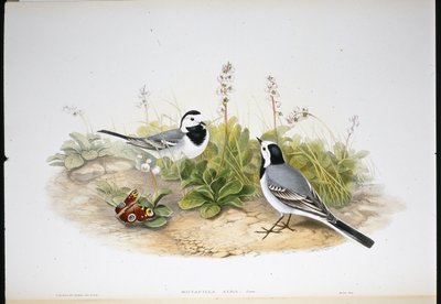 Bachstelze von John (after) Gould