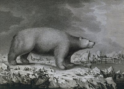Eisbär, Stich von Peter Mazel nach einer Zeichnung von John Webber während der dritten Reise von James Cook von John (after) Webber