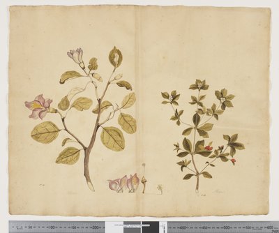 Lagunaria Patersonia; Alyxia gynopogon von John (attr. to) Doody