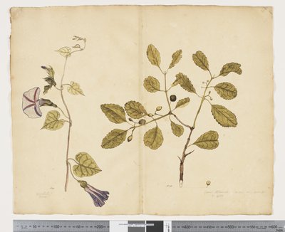 F.24 Ipomoea congesta; Elaeodendron curtipendulum, ca. 1790-95 von John (attr. to) Doody