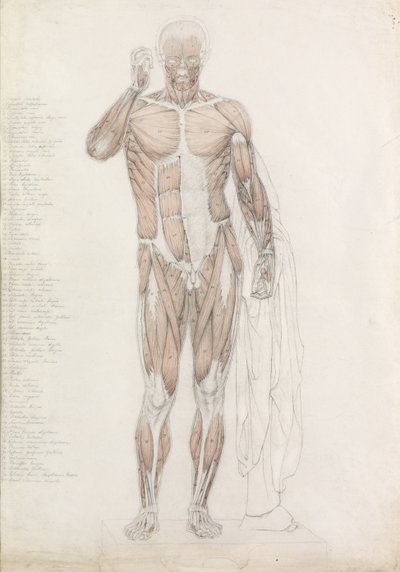 Anatomische Studie: Menschliche Muskulatur in Kontrapost von John Bathe
