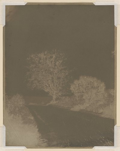 Baum am Straßenrand von John Beasley Greene