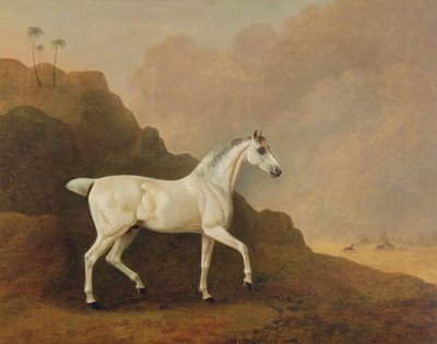 Ein grauer arabischer Hengst in einer Wüstenlandschaft von John Boultbee