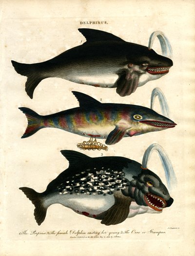 Delfine (Delphinus) von John Chapman