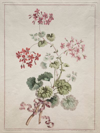 Eine Sammlung von Blumen aus der Natur gezeichnet: Nr. 6 - Scharlachrote und Bunte Geranie von John Edwards