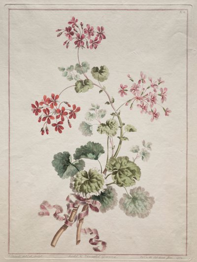 Eine Sammlung von Blumen aus der Natur gezeichnet: Nr. 6 - Scharlachrote und bunte Geranie, 1801 von John Edwards