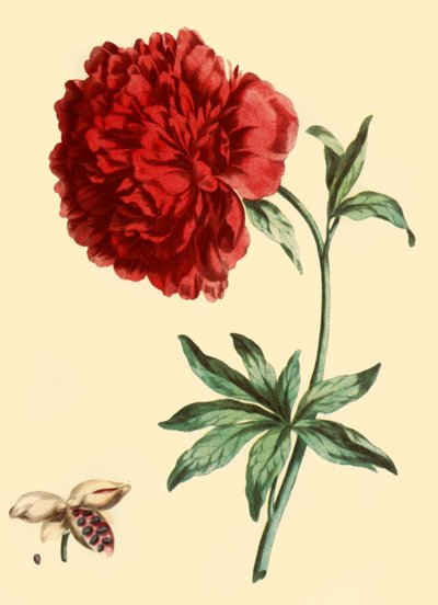 Pfingstrose: Paeonia Faemina Flore Pleno Rubro Majore von John Edwards