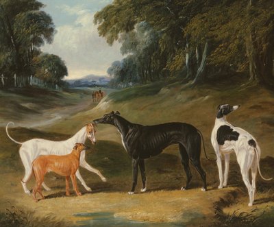 Windhunde, 