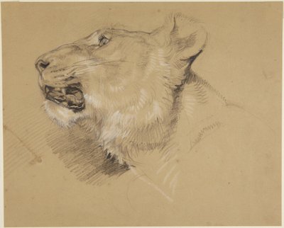 Kopf einer Löwin von John Frederick Lewis