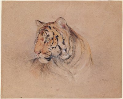 Tiger von John Frederick Lewis