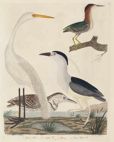 Grüner Reiher, Nachtreiher, junger Reiher und großer weißer Reiher von John G. Warnicke after Alexander Wilson