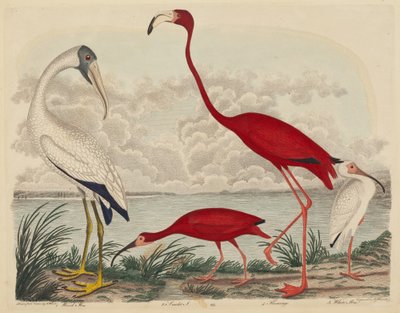 Waldibis, Scharlachibis, Flamingo und Weißer Ibis von John G. Warnicke after Alexander Wilson