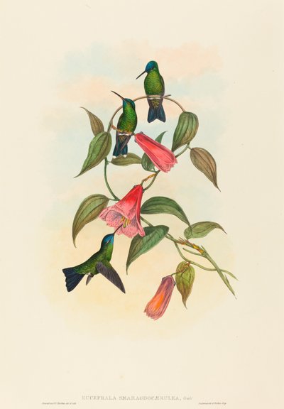 Eucephala smaragdocaerulea Goulds Waldnymphe von John Gould and Henry Constantine Richter John Gould and Henry Constantine Richter