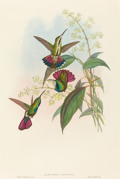 Lampornis prevosti. Schöpfer: John Gould, Henry Constantine Richter von John Gould and Henry Constantine Richter John Gould and Henry Constantine Richter
