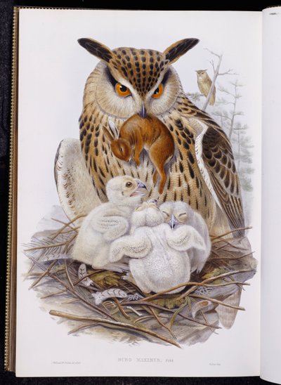 Eine große Eule und Küken, aus "Die Vögel Europas", veröffentlicht 1832-37 von John Gould