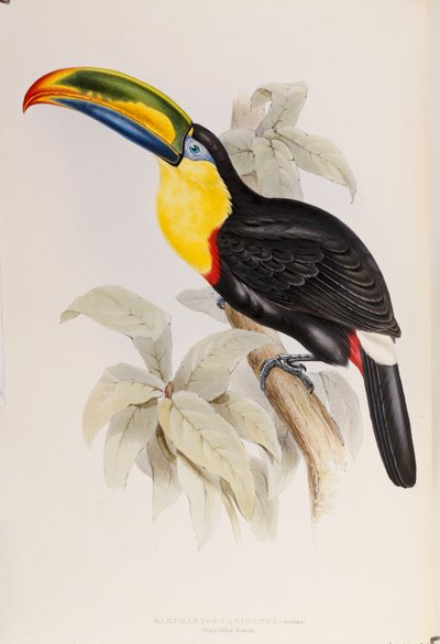 Eine Monographie der Ramphastidae oder Familie der Tukane, Erstausgabe, veröffentlicht 1834 von John Gould