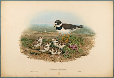 Sandregenpfeifer von John Gould