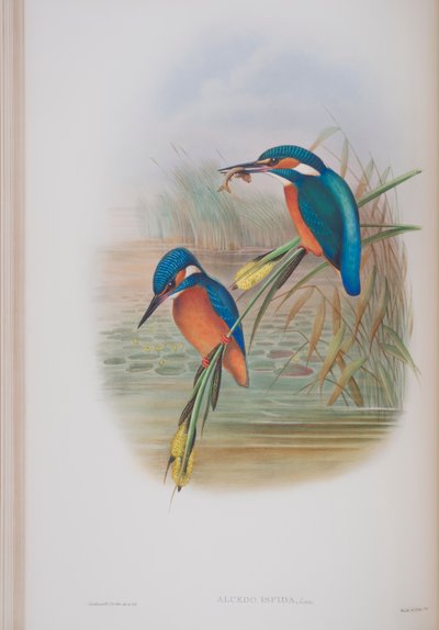 Alcedo Ispida, Tafel aus Die Vögel von Großbritannien von John Gould, veröffentlicht 1862-73 von John Gould